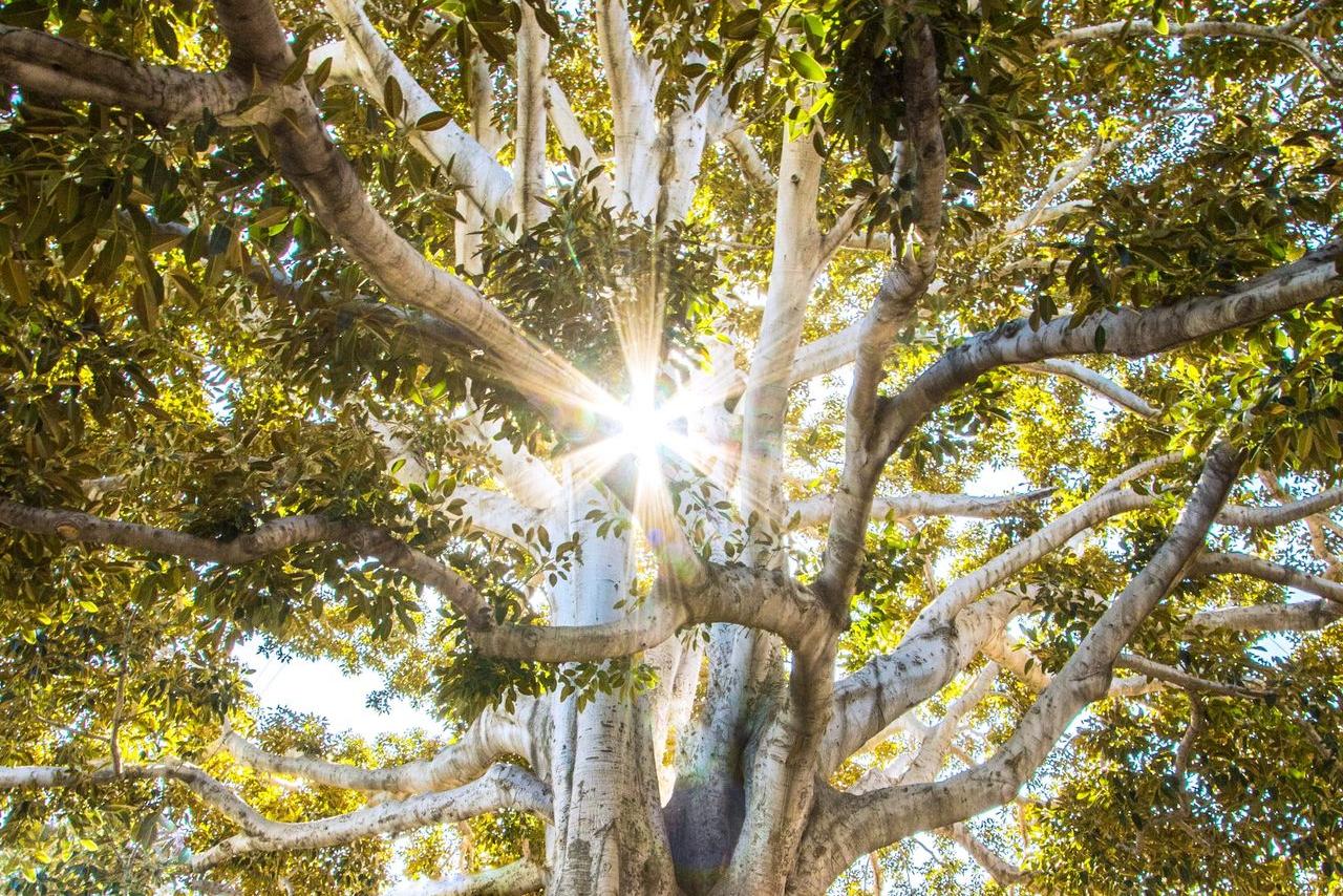 sun light passing through green leafed tree